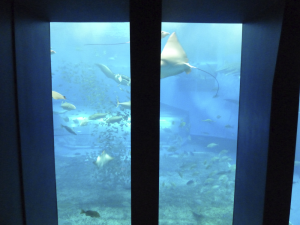 078 Okinawa Churaumi Aquarium