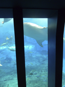 079 Okinawa Churaumi Aquarium