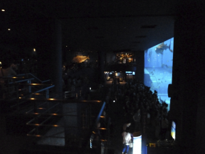 080 Okinawa Churaumi Aquarium