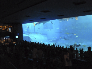 081 Okinawa Churaumi Aquarium
