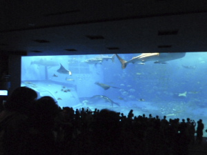 082 Okinawa Churaumi Aquarium