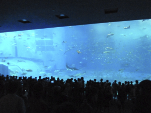 084 Okinawa Churaumi Aquarium