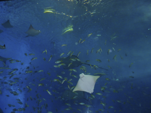 085 Okinawa Churaumi Aquarium