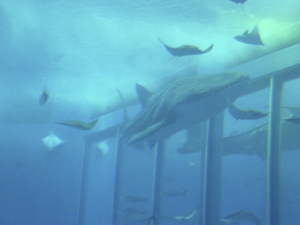 086 Okinawa Churaumi Aquarium