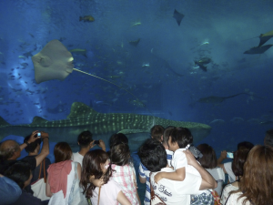 087 Okinawa Churaumi Aquarium