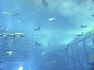 088 Okinawa Churaumi Aquarium