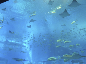 089 Okinawa Churaumi Aquarium