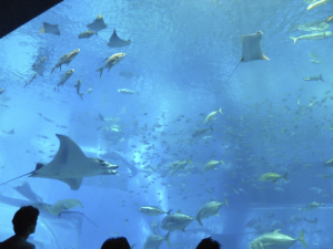 090 Okinawa Churaumi Aquarium