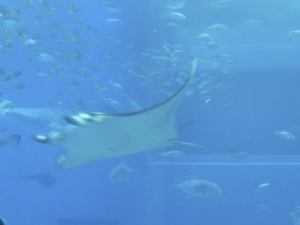 091 Okinawa Churaumi Aquarium