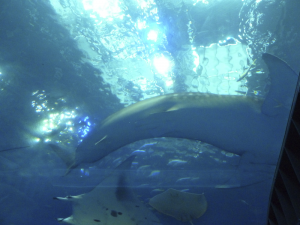 093 Okinawa Churaumi Aquarium