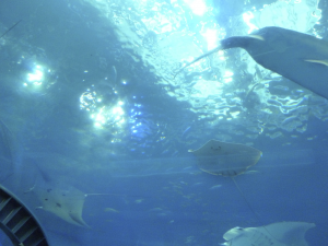 094 Okinawa Churaumi Aquarium