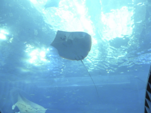 095 Okinawa Churaumi Aquarium