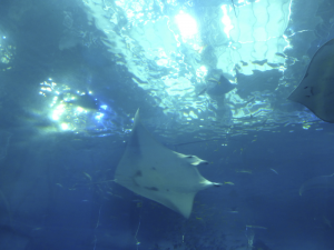 096 Okinawa Churaumi Aquarium