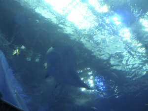 097 Okinawa Churaumi Aquarium