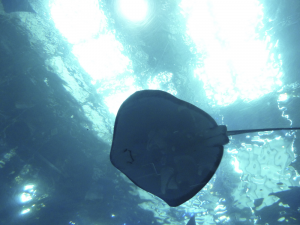 098 Okinawa Churaumi Aquarium