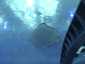 099 Okinawa Churaumi Aquarium