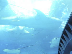 101 Okinawa Churaumi Aquarium