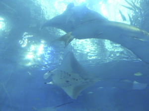 102 Okinawa Churaumi Aquarium