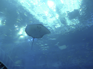103 Okinawa Churaumi Aquarium