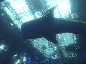 104 Okinawa Churaumi Aquarium