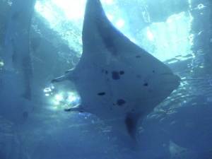 105 Okinawa Churaumi Aquarium