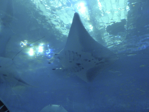 106 Okinawa Churaumi Aquarium