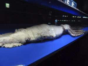 107 Okinawa Churaumi Aquarium