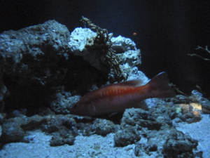 109 Okinawa Churaumi Aquarium