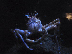 110 Okinawa Churaumi Aquarium