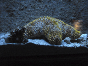 111 Okinawa Churaumi Aquarium