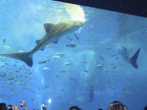 112 Okinawa Churaumi Aquarium