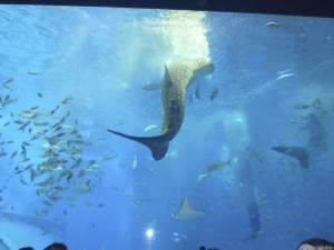 113 Okinawa Churaumi Aquarium