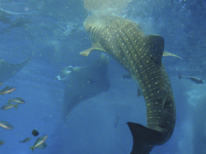 114 Okinawa Churaumi Aquarium