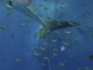 115 Okinawa Churaumi Aquarium