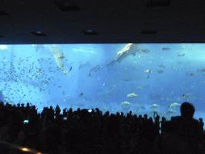 116 Okinawa Churaumi Aquarium