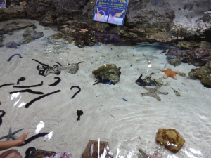 117 Okinawa Churaumi Aquarium