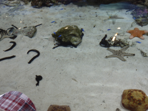 118 Okinawa Churaumi Aquarium