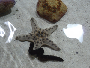 119 Okinawa Churaumi Aquarium