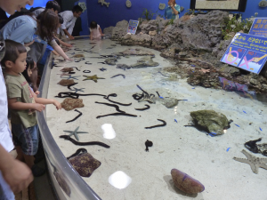 121 Okinawa Churaumi Aquarium
