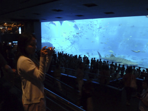 122 Okinawa Churaumi Aquarium