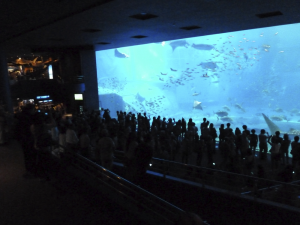 123 Okinawa Churaumi Aquarium