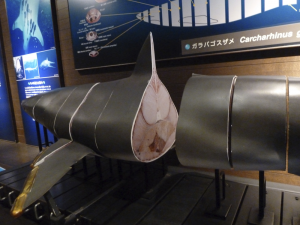 126 Okinawa Churaumi Aquarium