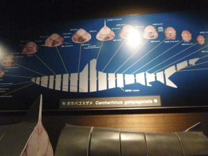 127 Okinawa Churaumi Aquarium