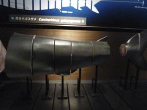 128 Okinawa Churaumi Aquarium