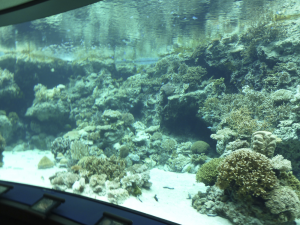 129 Okinawa Churaumi Aquarium