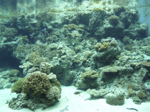 130 Okinawa Churaumi Aquarium