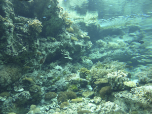 132 Okinawa Churaumi Aquarium