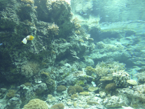 133 Okinawa Churaumi Aquarium