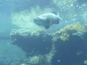 134 Okinawa Churaumi Aquarium