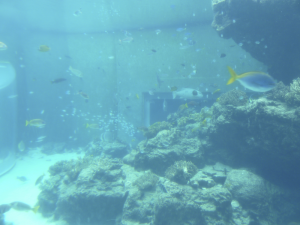 135 Okinawa Churaumi Aquarium
